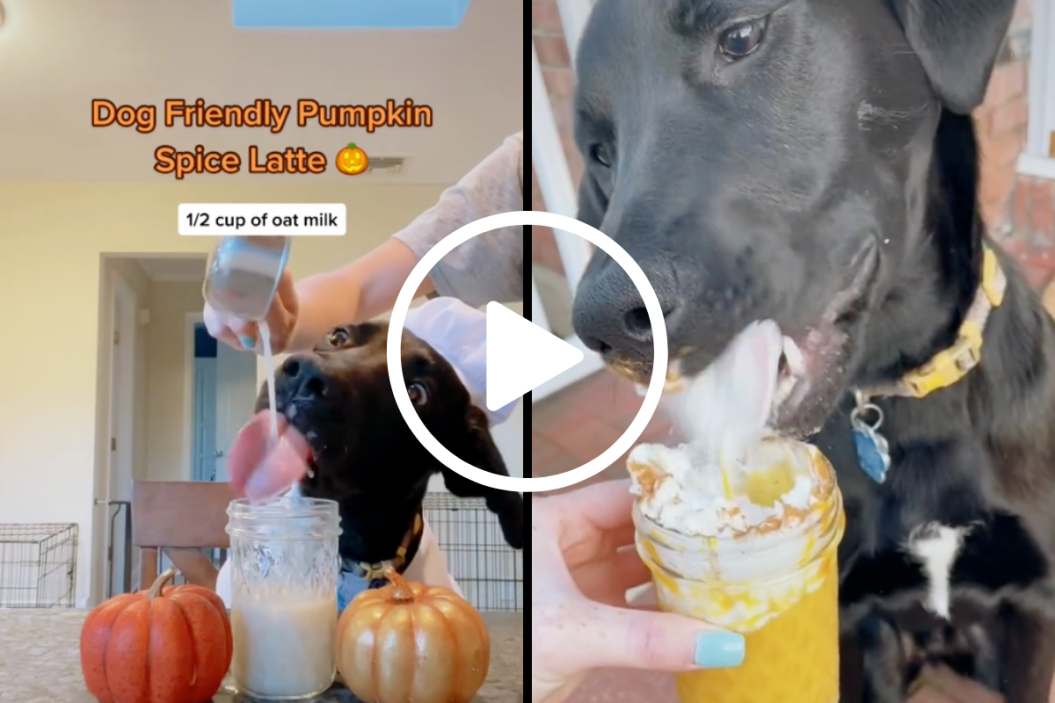 Dog Friendly Pumpkin Spice Lattee