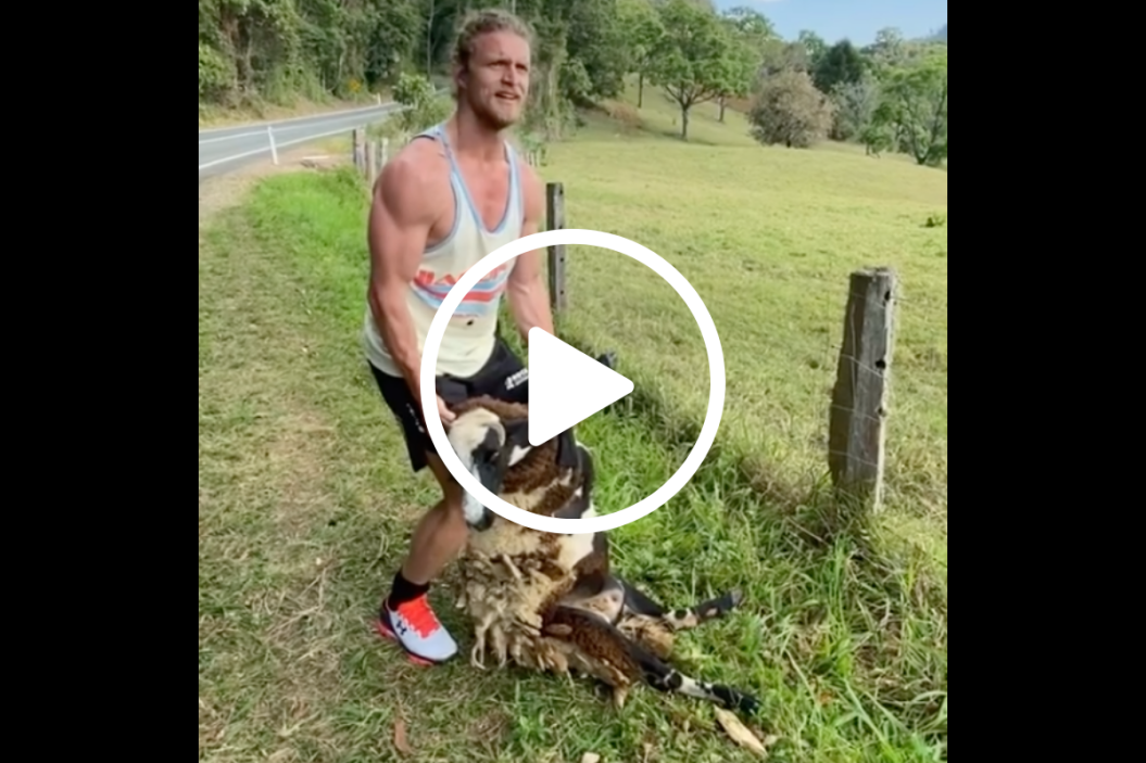 Nick Cummins rescues Sheep