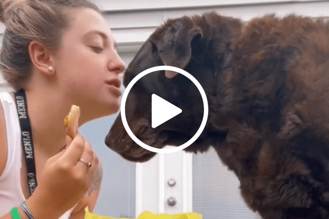 senior dog loss tiktok