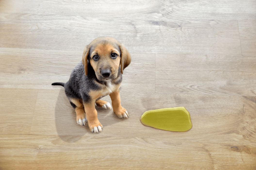 pet stain remover