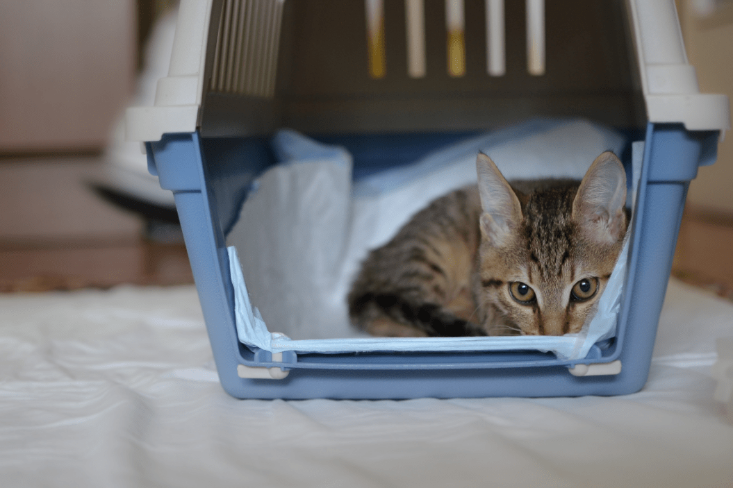 transporting pets in an emergency