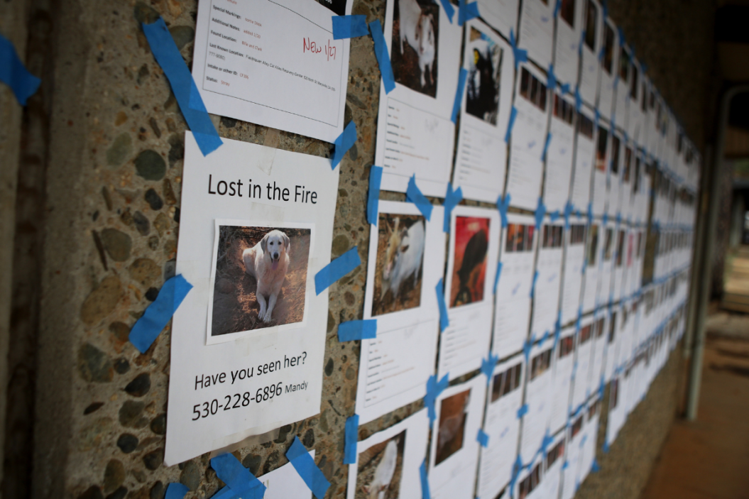 Paradise Fire Pet Memorial