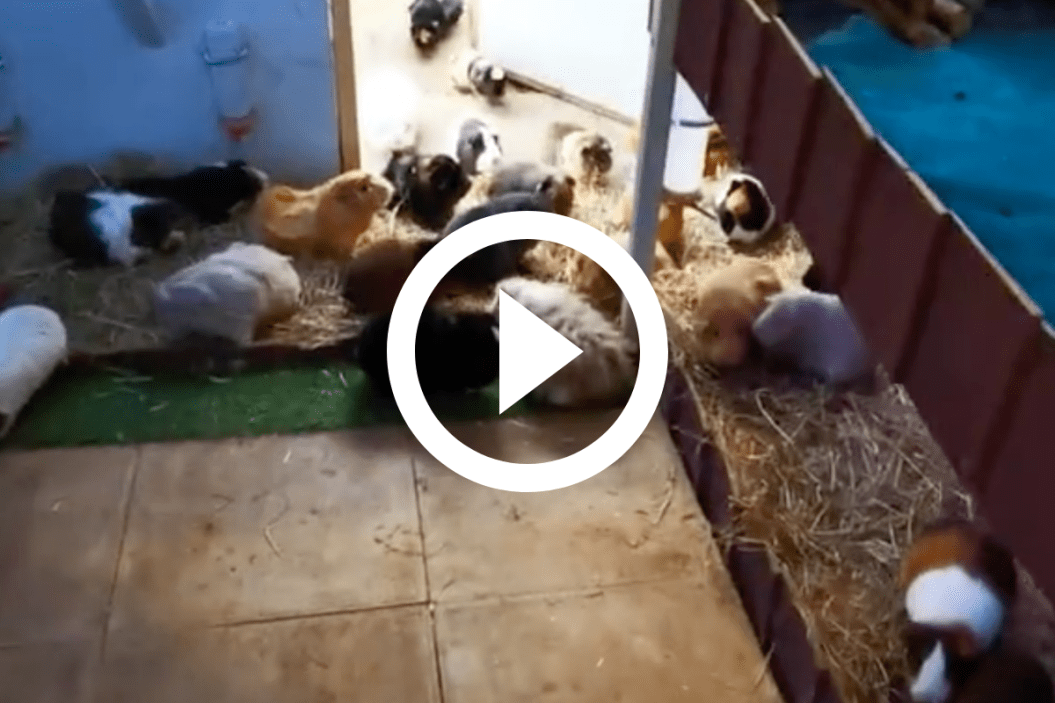 masons cavies guinea pigs