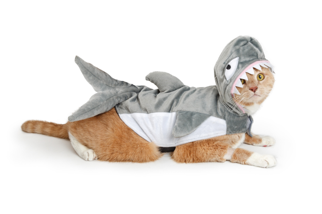 cat halloween costumes