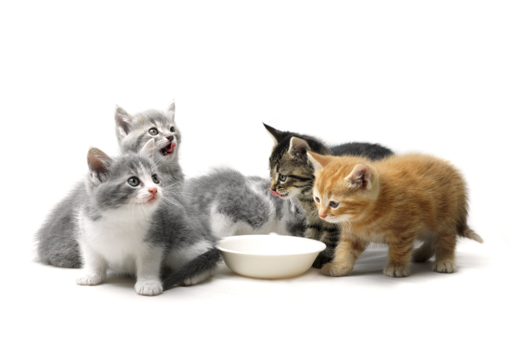best kitten food
