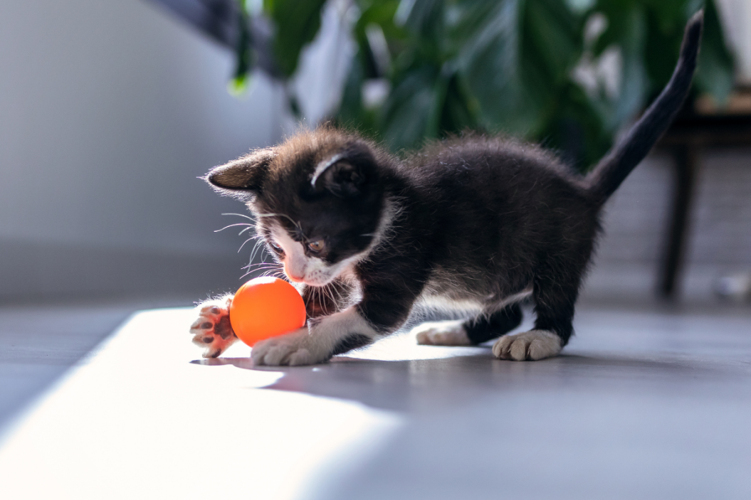 Amazon Pet Supplies