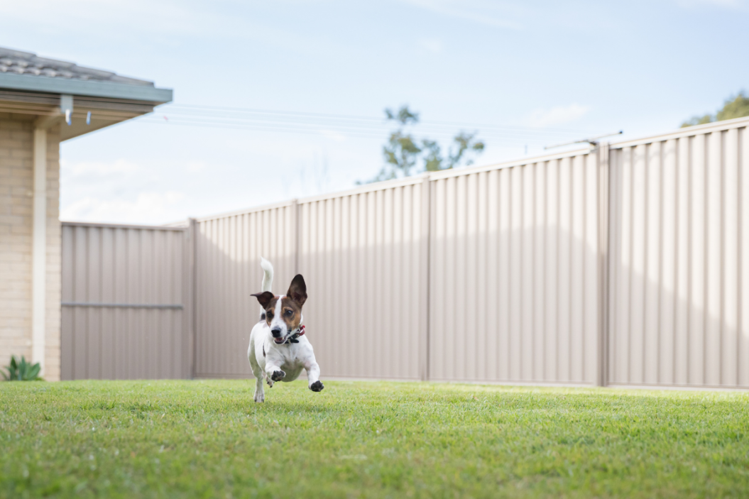 portable dog fence