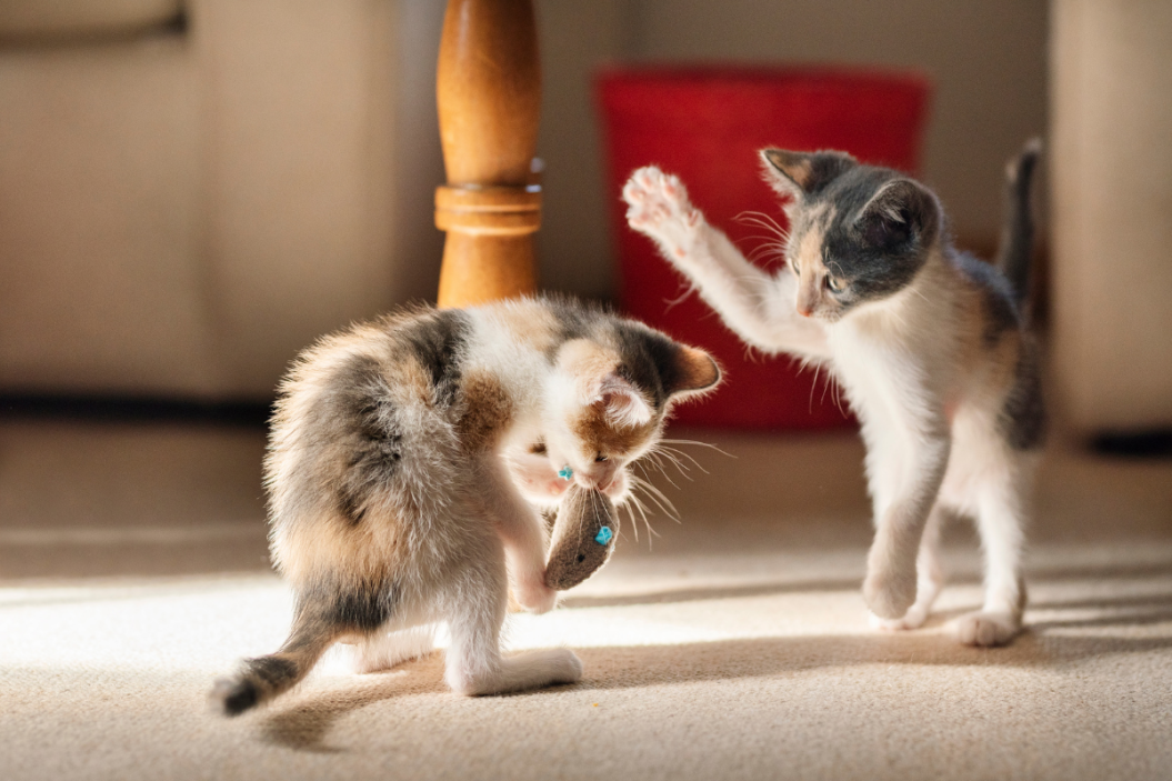 cat toys