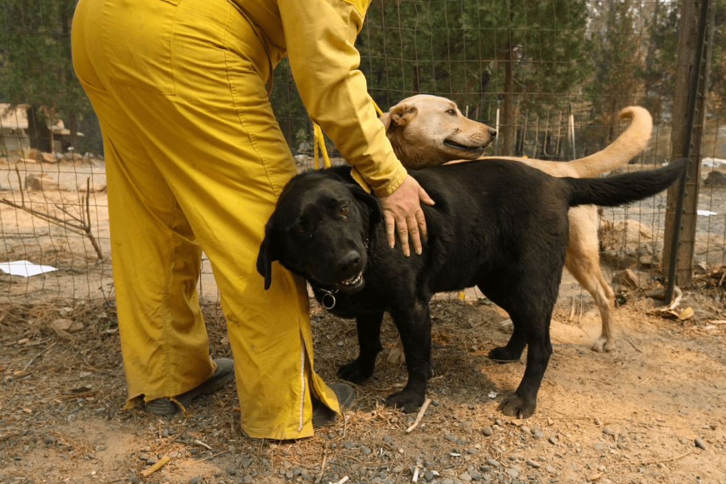 handling pets in a wildfire