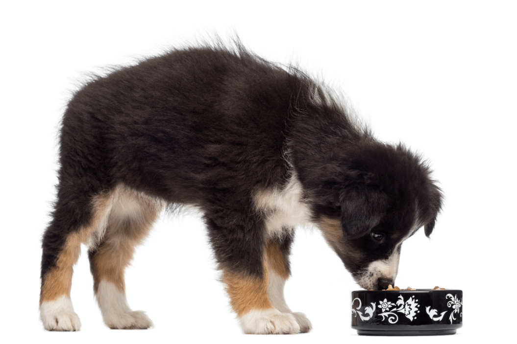 high protein puppy food