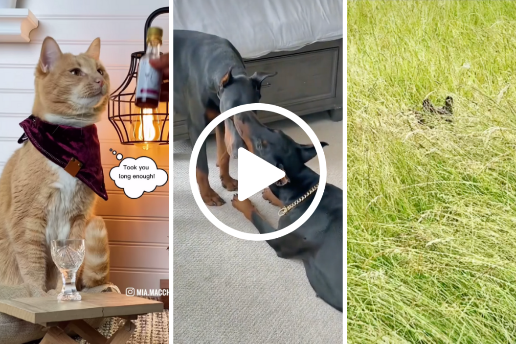 You're Breaking Up With Me Because, Pet Trend