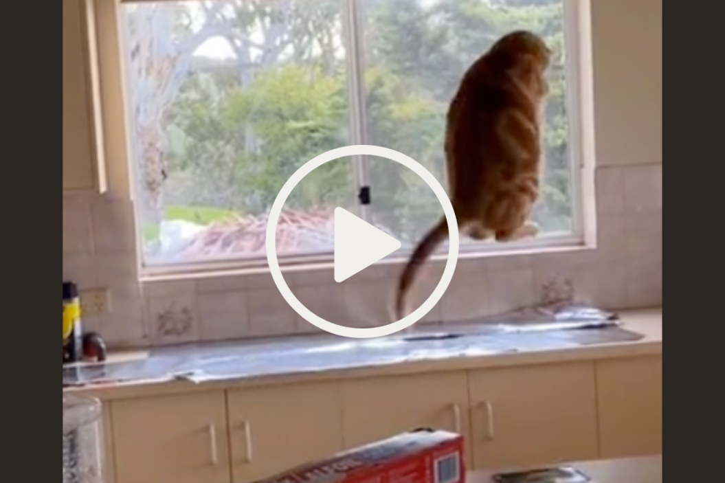 cats off counter hack