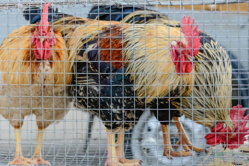 chicken wire