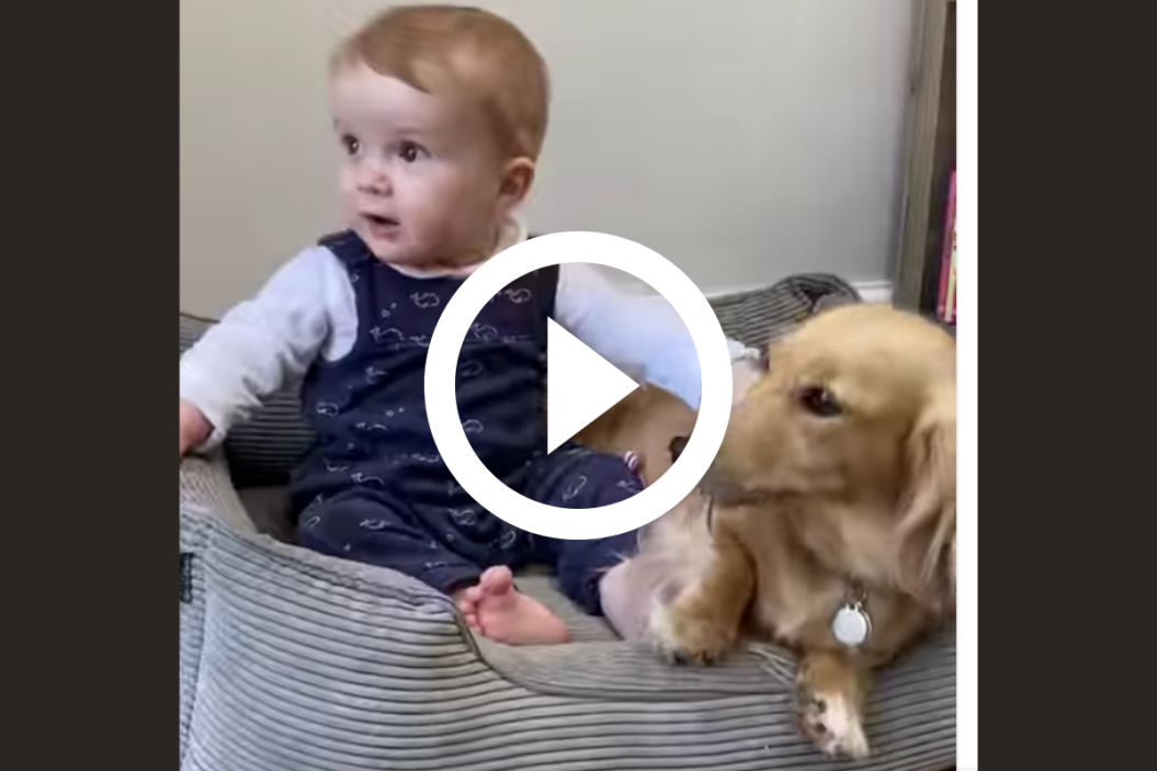 dachshund and baby best friends