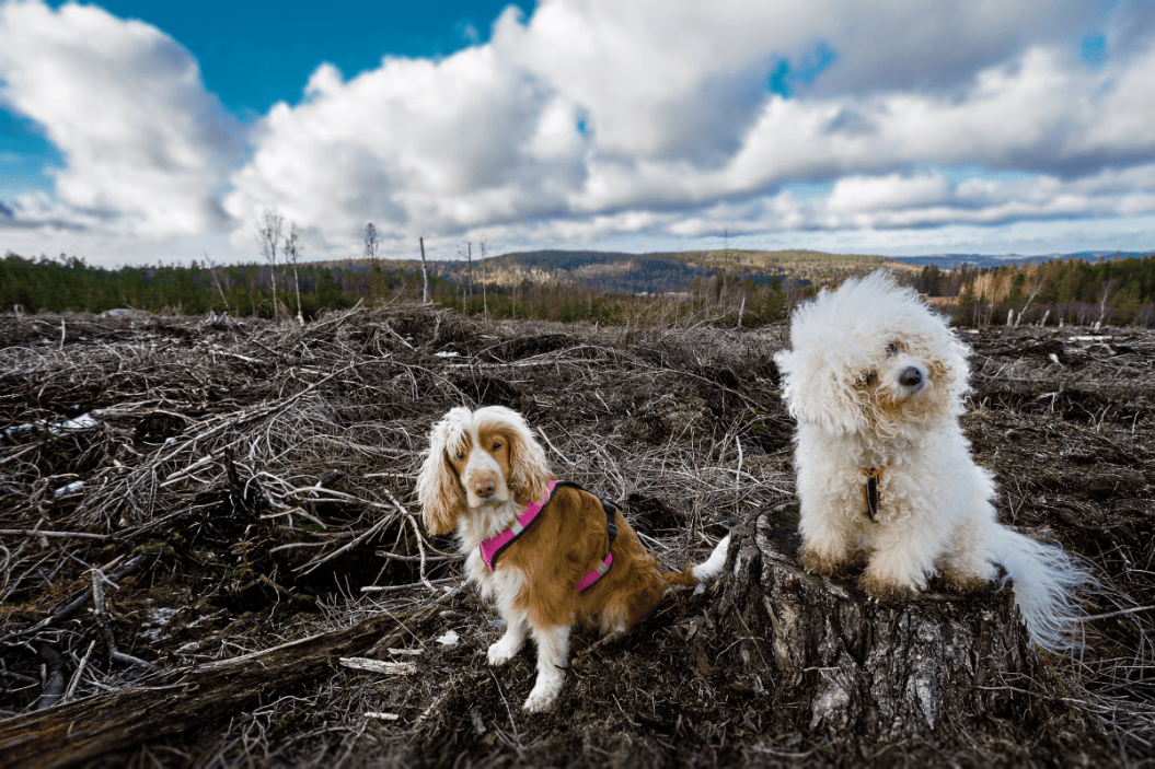 handling pets after a disaster