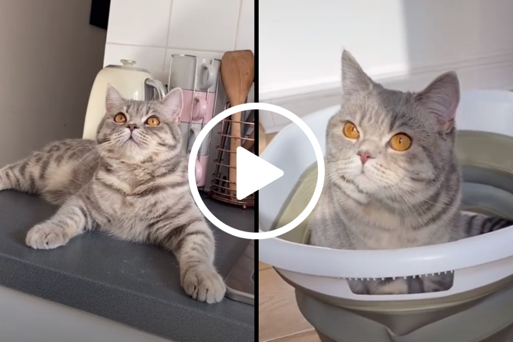 weird cat habits