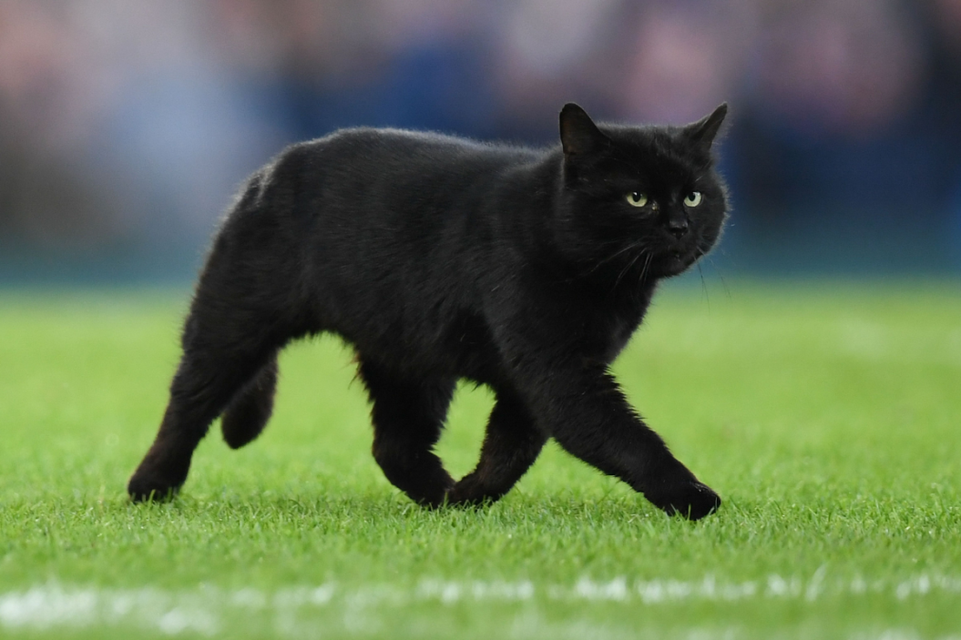 Black Cats on Halloween
