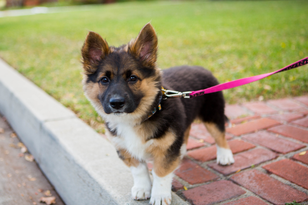 German Shepherd Corgi mix