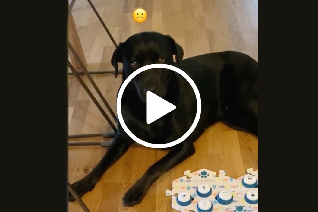 dog wants to kayak