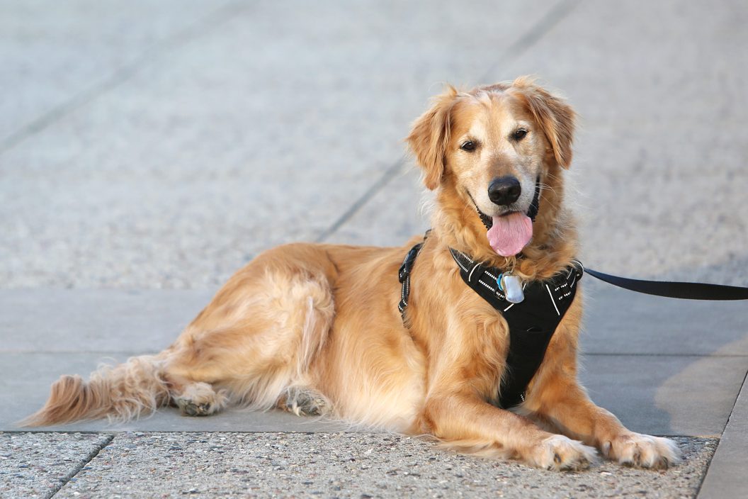 tactical dog harness