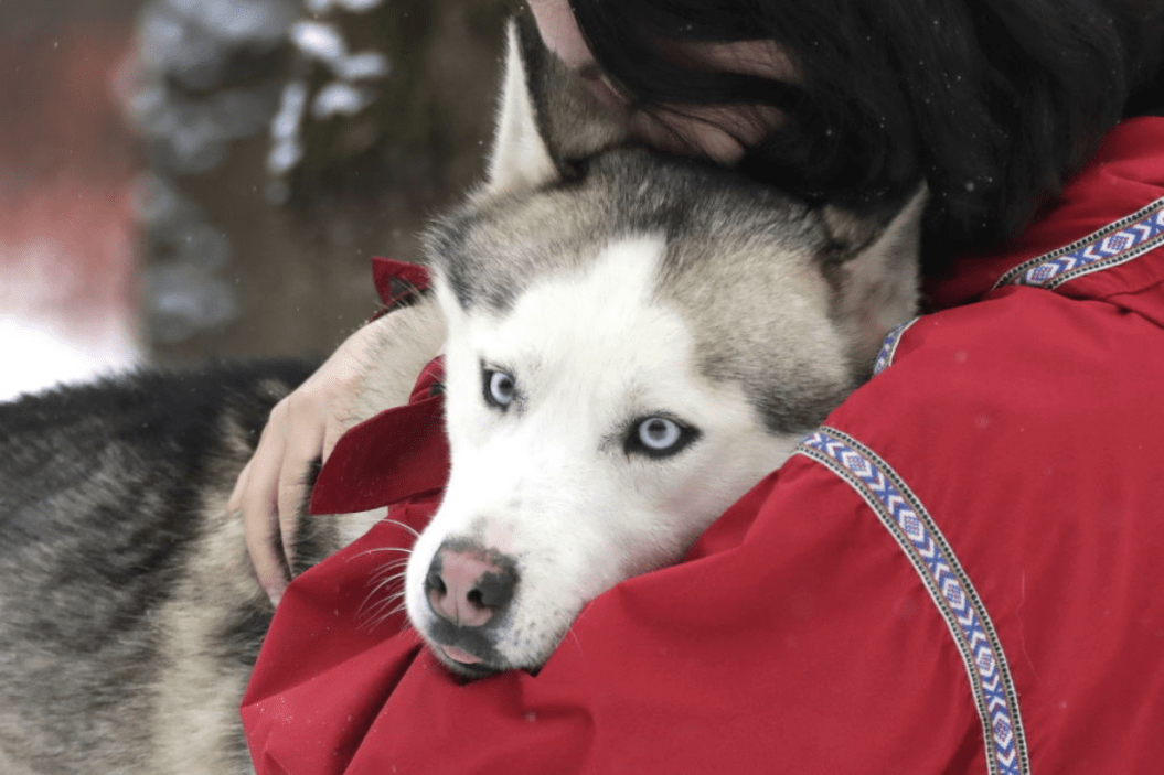A woman hugs a Siberian Husky dog in a husky park.