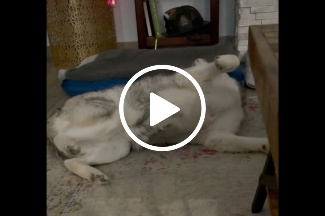 Husky brother not sharing tiktok
