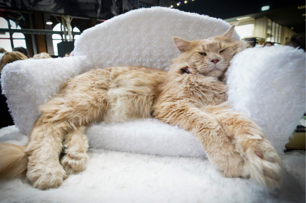 Sleepy Animals, Cat