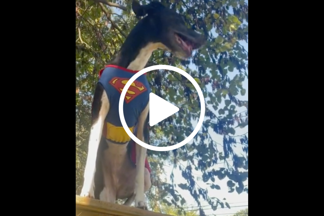 lexi barkour dog