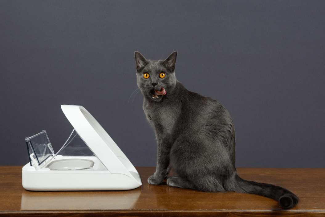best pet bowls and feeders