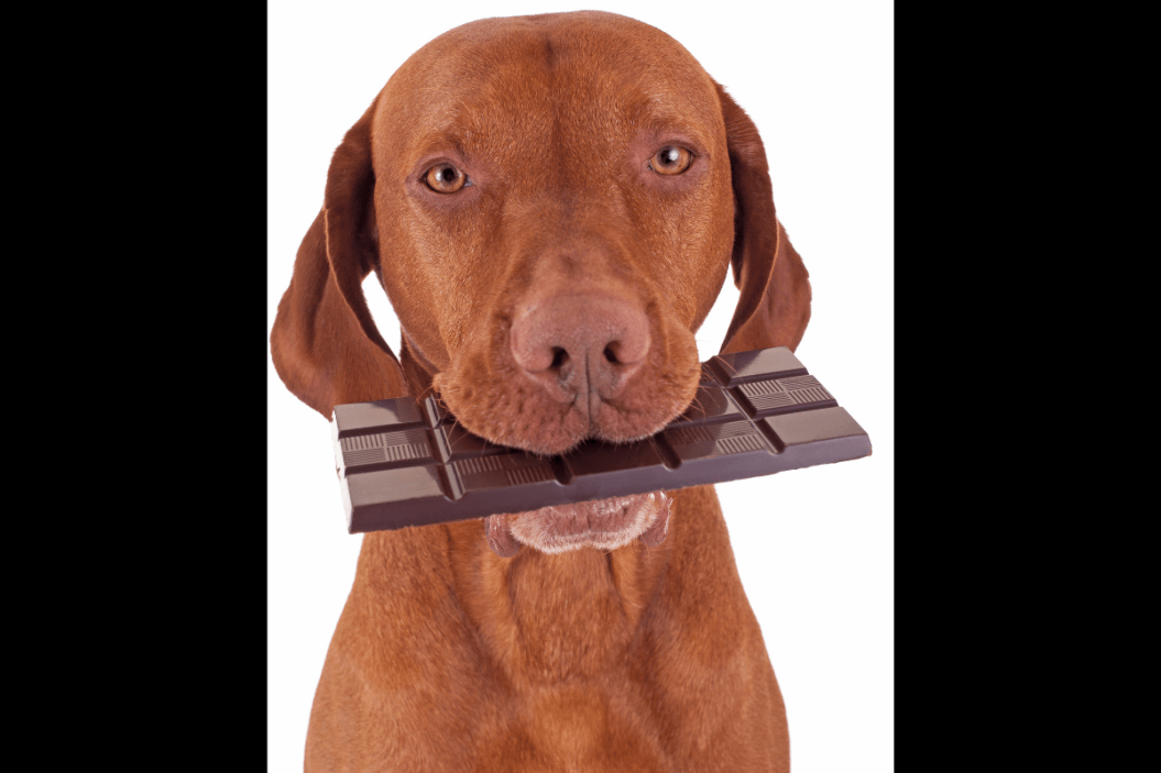 how much chocolate can kill a dog