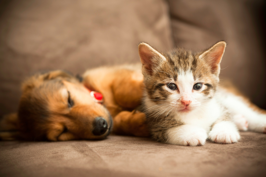 pet dna tests