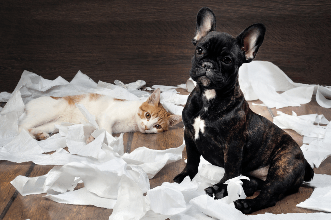 pet cleaning products