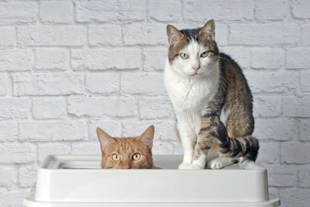 best cat litter