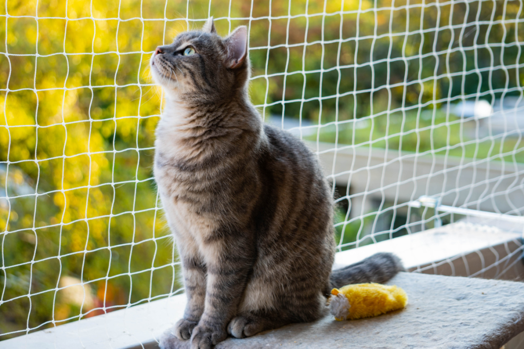 catios