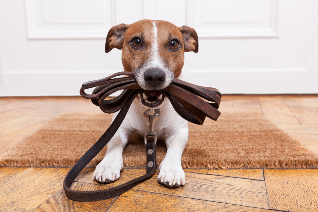 leather dog leashes
