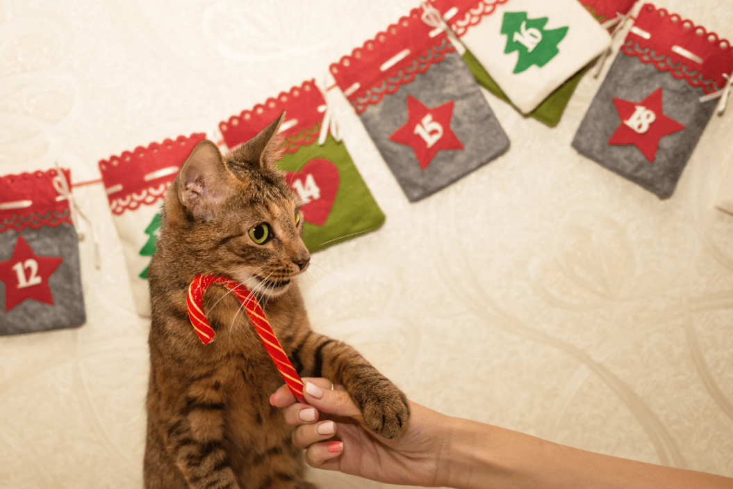 pet advent calendars