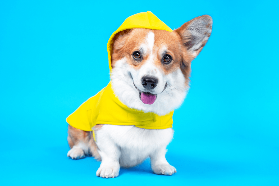pet jackets