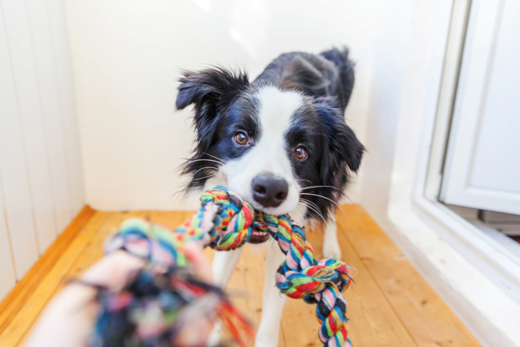 best indoor dog toys