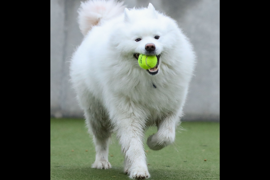 living with a samoyed