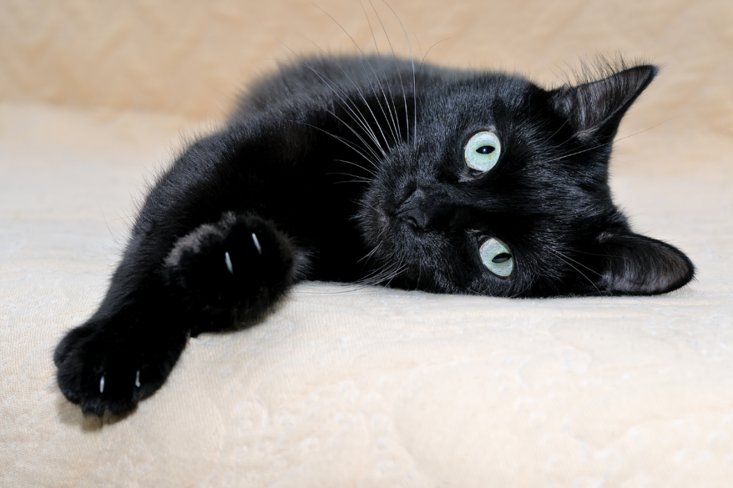 bombay cat