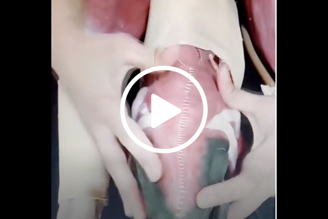 dog choking ball hack