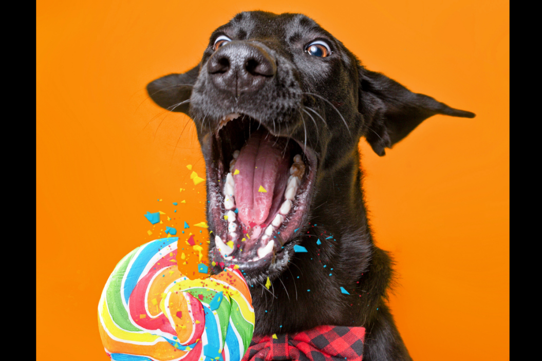 can dogs eat candy