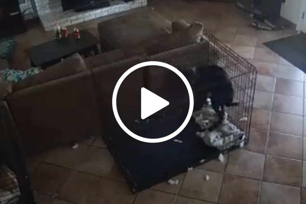 dog senses ghost tiktok