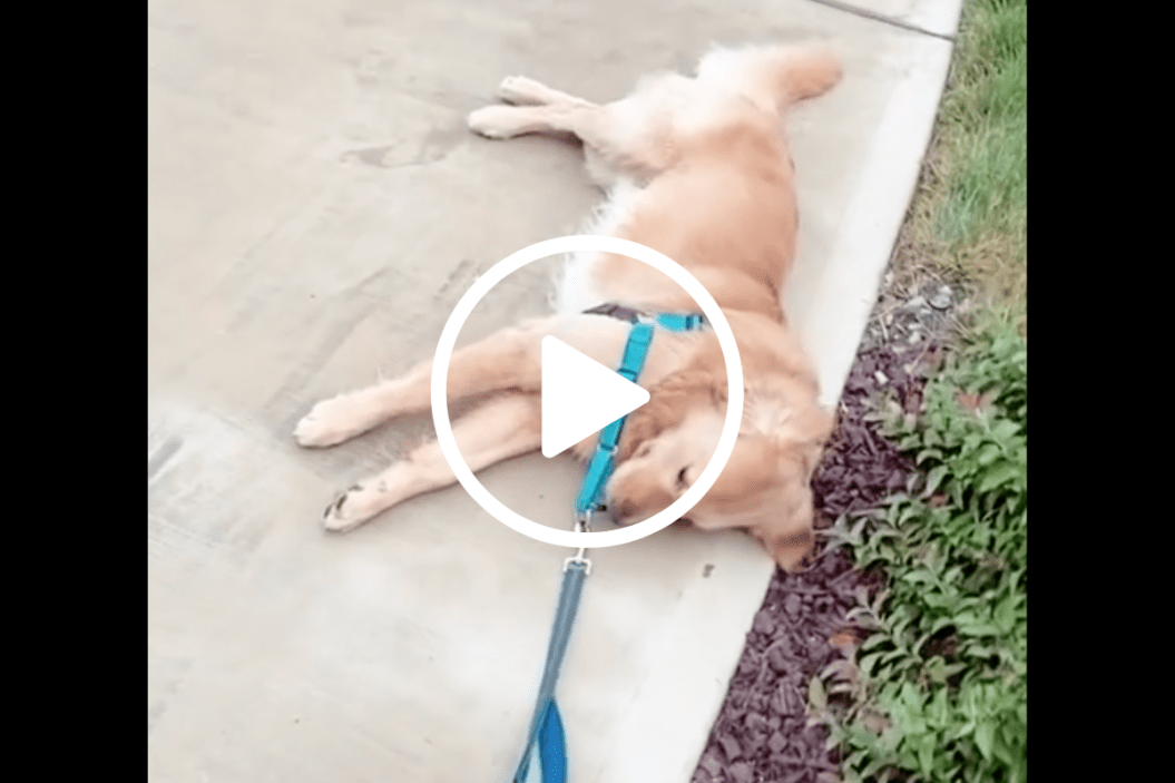 dog won't go inside