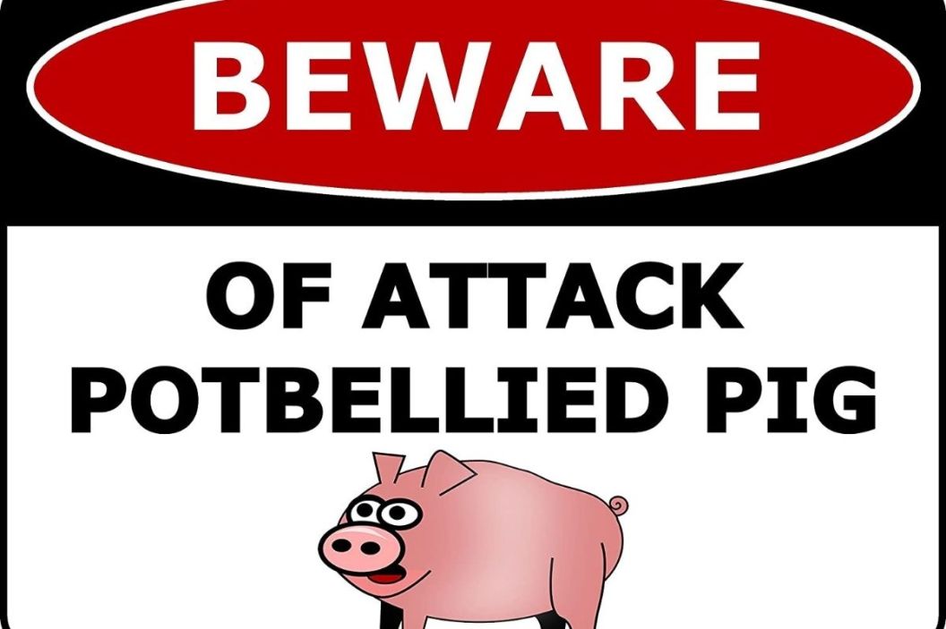 funny beware of pig sign
