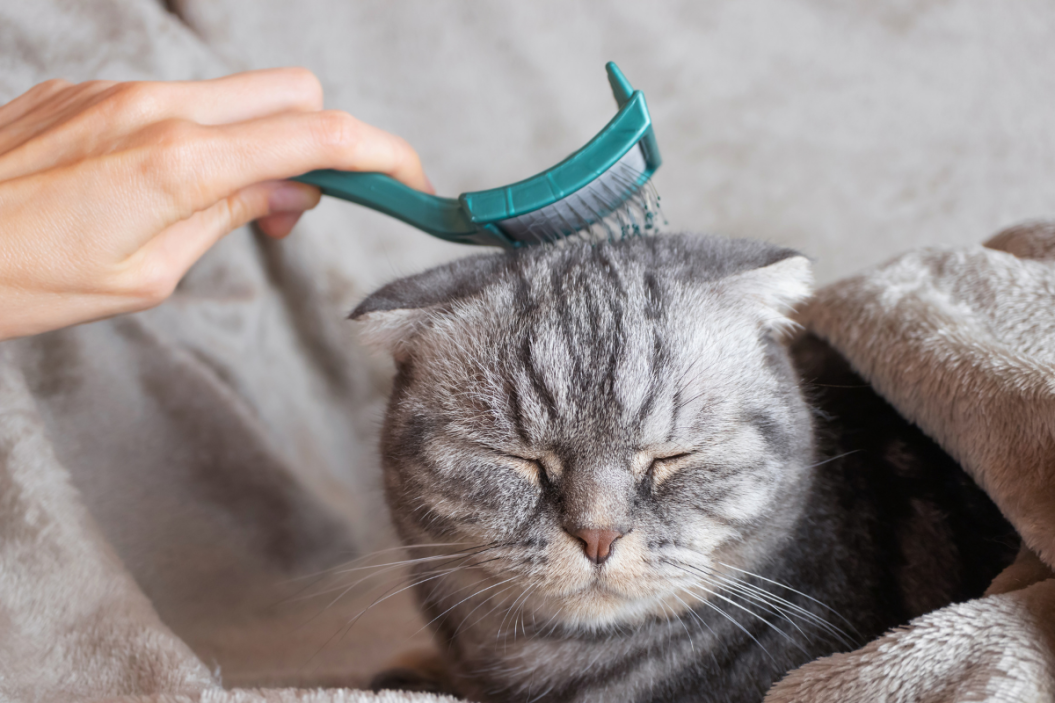 grooming cats
