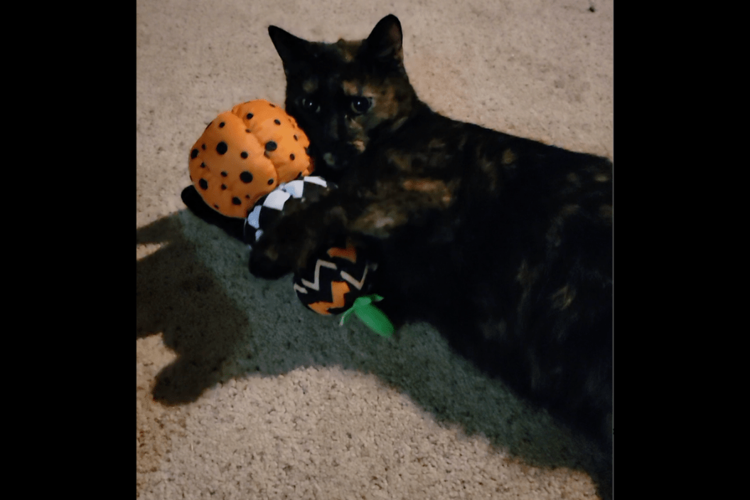 halloween advent calendar