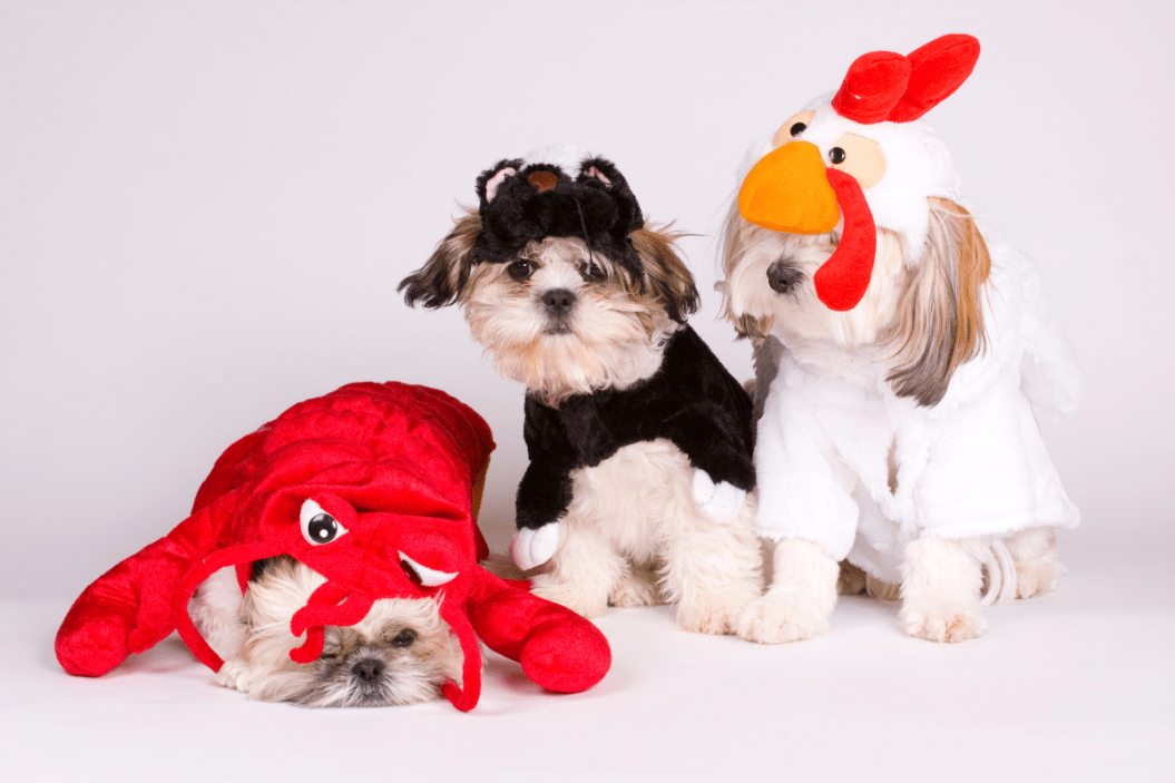 halloween pet costume round up