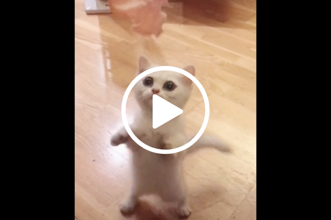 hungry cat tiktok