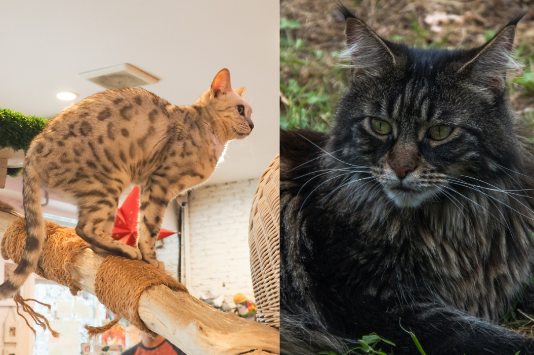 living with big personality cats